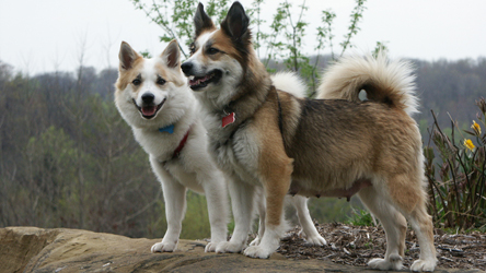 Runestone Dogs